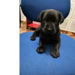 Labrador Chocolate/ Preto/ Amarelo , Desmamado, Esperando Por Um Lar Amoroso.