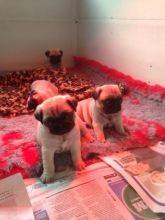 Pug muito meigos e brincalhes
