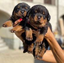 Excelentes machos e fmeas Rottweiler