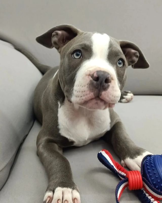Macho e fmea Bulldog Americano
