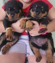 Rottweiler para entrega imediata