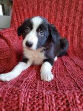 Excelente cachorros Border Collie