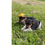FOX PAULISTINHA O TERRIER BRASILEIRO FILHOTES  VENDA CRIAO VETERINRIA