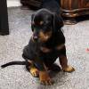Doberman disponvel
