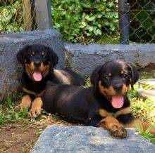 Excelente cachorros Rottweiler
