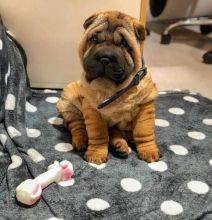 Ninhada de cachorros Shar-Pei disponveis