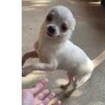 Chihuahua f�mea de pelo curto bem pequenininha