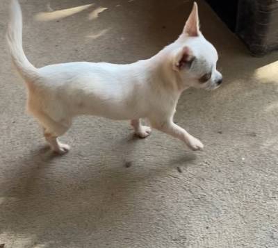 Chihuahua fêmea de pelo curto bem pequenininha