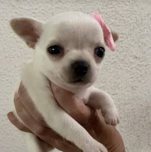 Chihuahua fêmea de pelo curto branca