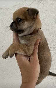 Chihuahua macho de pelo curto