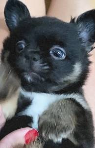 Chihuahua fêmea de pelo longo preta