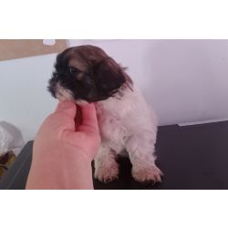 Shih-tzu macho mini com pedigree LOP