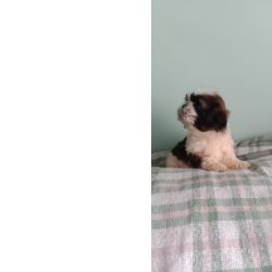 Shih-tzu macho mini com pedigree LOP