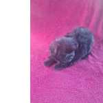 Peluche miniatura