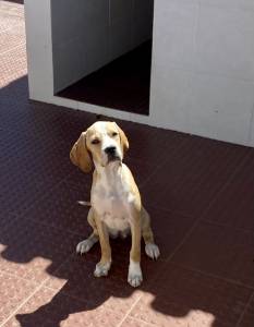 Perdigueiro Português - última cachorra disponível