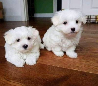 Cachorros Bichon Malts disponivel