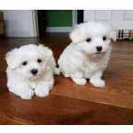 Cachorros Bichon Malts disponivel