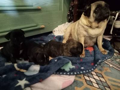 Meninos Pug carlin tigrado