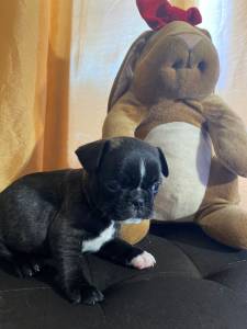 Meninos Pug carlin tigrado