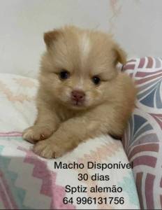 Machinho SPITZ ALEM�O