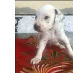DALMATA LINDOS FILHOTES