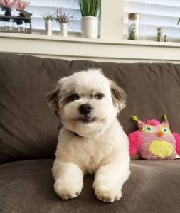 Macho e fmea Lhasa Apso muito bonita