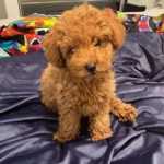 Cachorros Caniche Toy disponveis