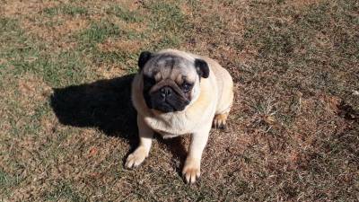 Pug macho sete meses para companhia
