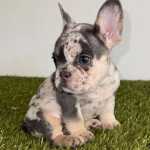 Excecional Fmea Bulldog Francs Buldogue Qualidade Bouledogue