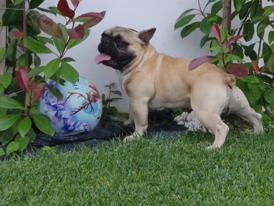 Carlin pug Pug Merle Olho azul Excelente vacinas