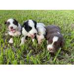 OS MELHORES  FILHOTES DE BORDER COLLIE DA INTERNET ESTO AQUI