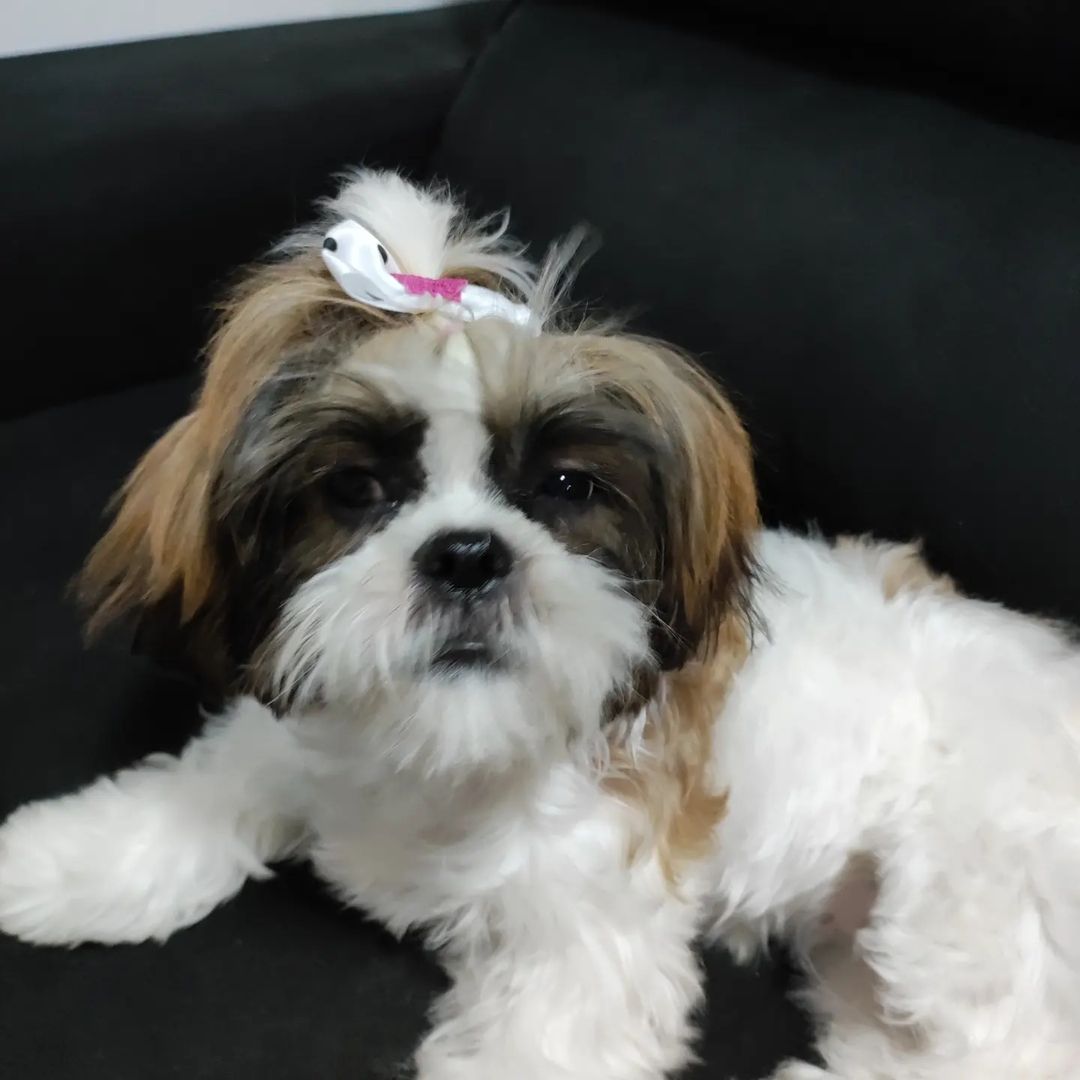 Lhasa Apso Cachorrinhos