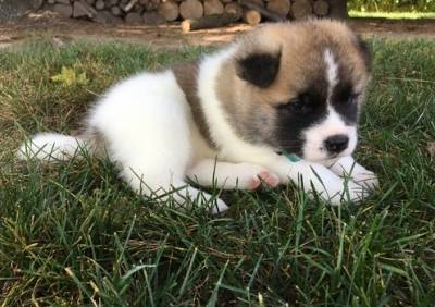 Cachorros Akita disponveis