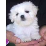 Bichon Malts Miniatura 