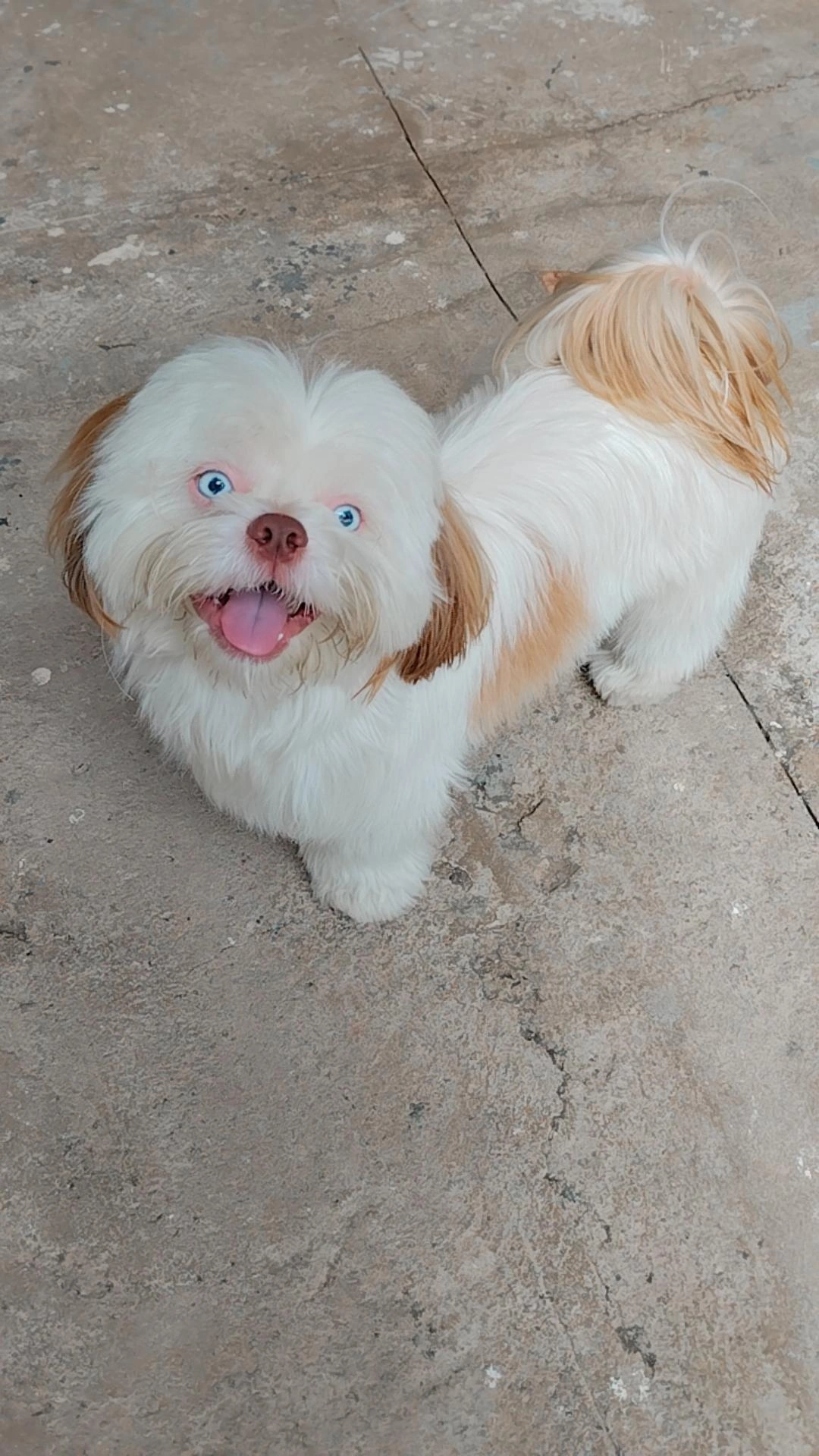 Procura-se shih-tzu fmea
