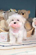 Cachorros Bichon Malts disponveis