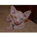 Gatinhos Sphynx