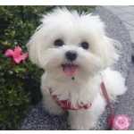 Machos e fmeas cachorros Bichon Malts disponveis