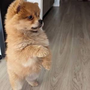 Macho e fmea lulu da pomernia disponvel