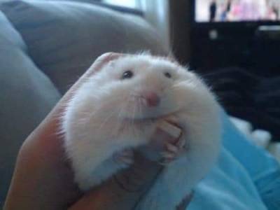 Hamster ano russo Mansinhos