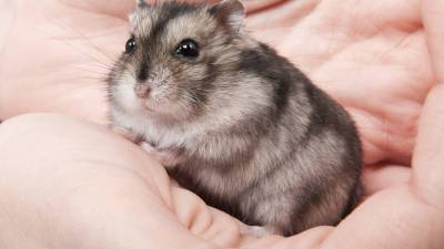 Hamster anão russo Mansinhos