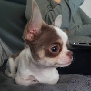 excellent Chihuahua with LOP