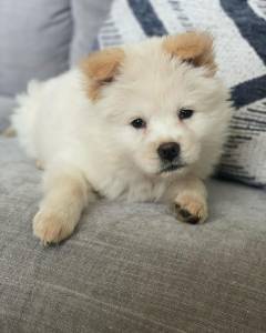 Cachorros Chow Chow disponveis