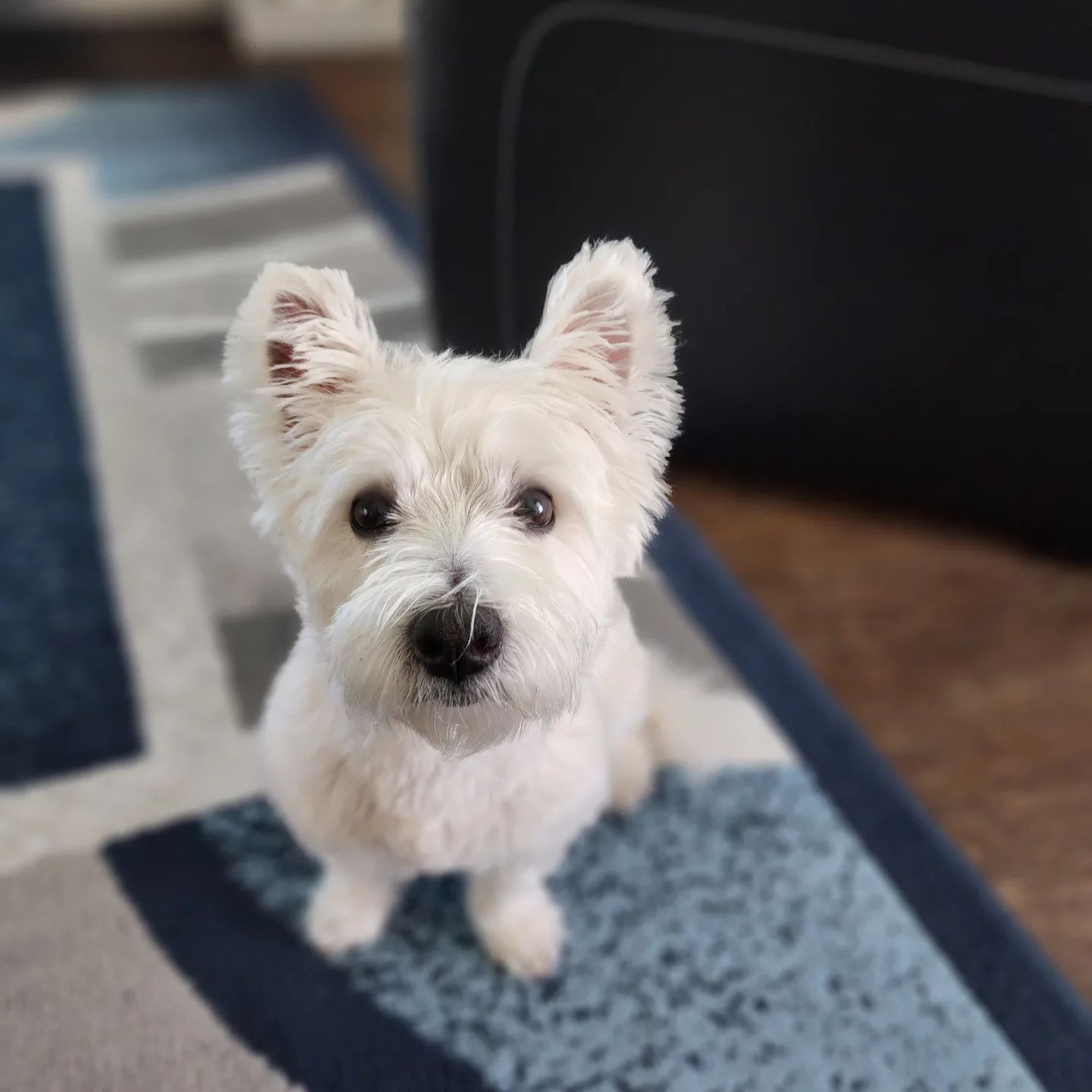 West Highland White Terrier Criado em ambiente familiar