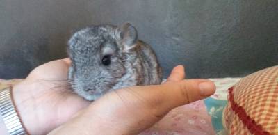 CHINCHILAS DOMSTICAS