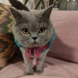 Scottish Fold criados em ambiente familiar