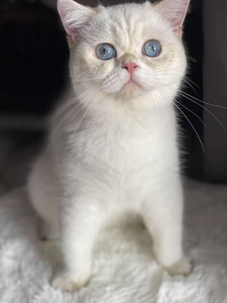 British shorthair 