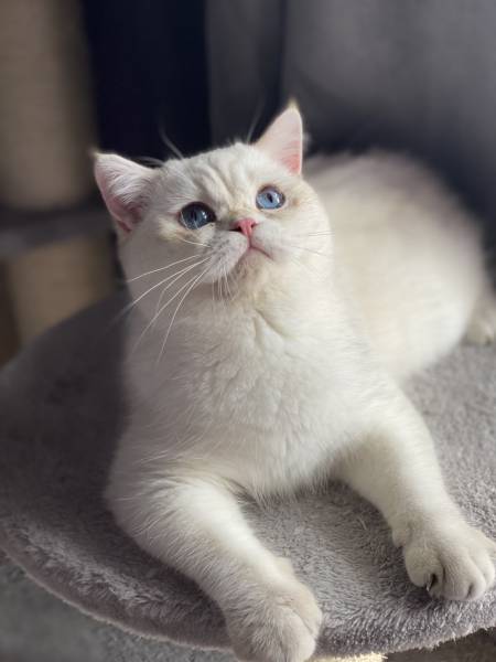 British shorthair 