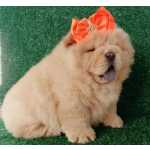 Seu Amor Aqui Pertinho, Chow-chow Disponvel Em Todas As Raas E Cores!