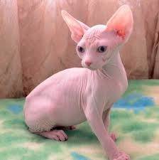 Gatinhos sphynx disponveis